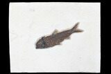 Fossil Fish (Knightia) - Green River Formation #179245-1